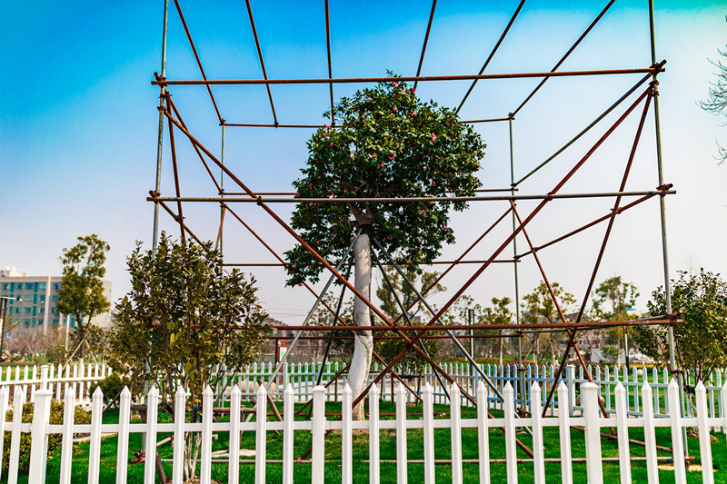 sakura/ueditor/uploads/20190614/15604961152624656.jpg 山茶花_副本.jpg