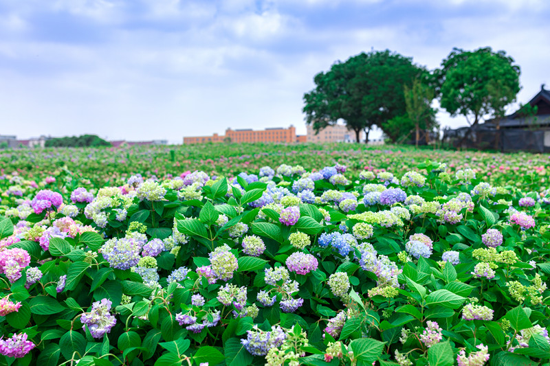 sakura/ueditor/uploads/20190614/156049630033913015.jpg 无尽夏.jpg