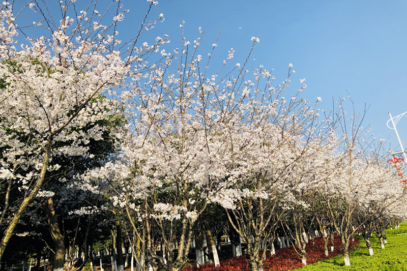 sakura/ueditor/uploads/20190614/1560480499111305869.jpg IMG_3154_副本.jpg