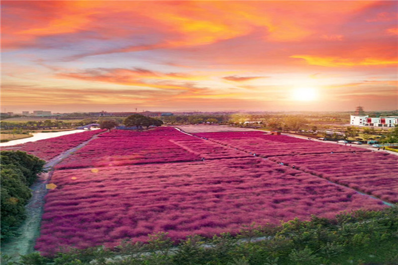 sakura/ueditor/uploads/20200508/158892026034809090.jpg 粉黛乱子草花海.jpg