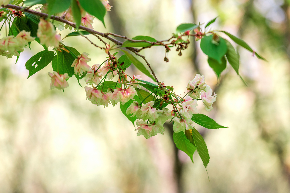 sakura/ueditor/uploads/20200914/1600053841202581805.jpg 6.jpg