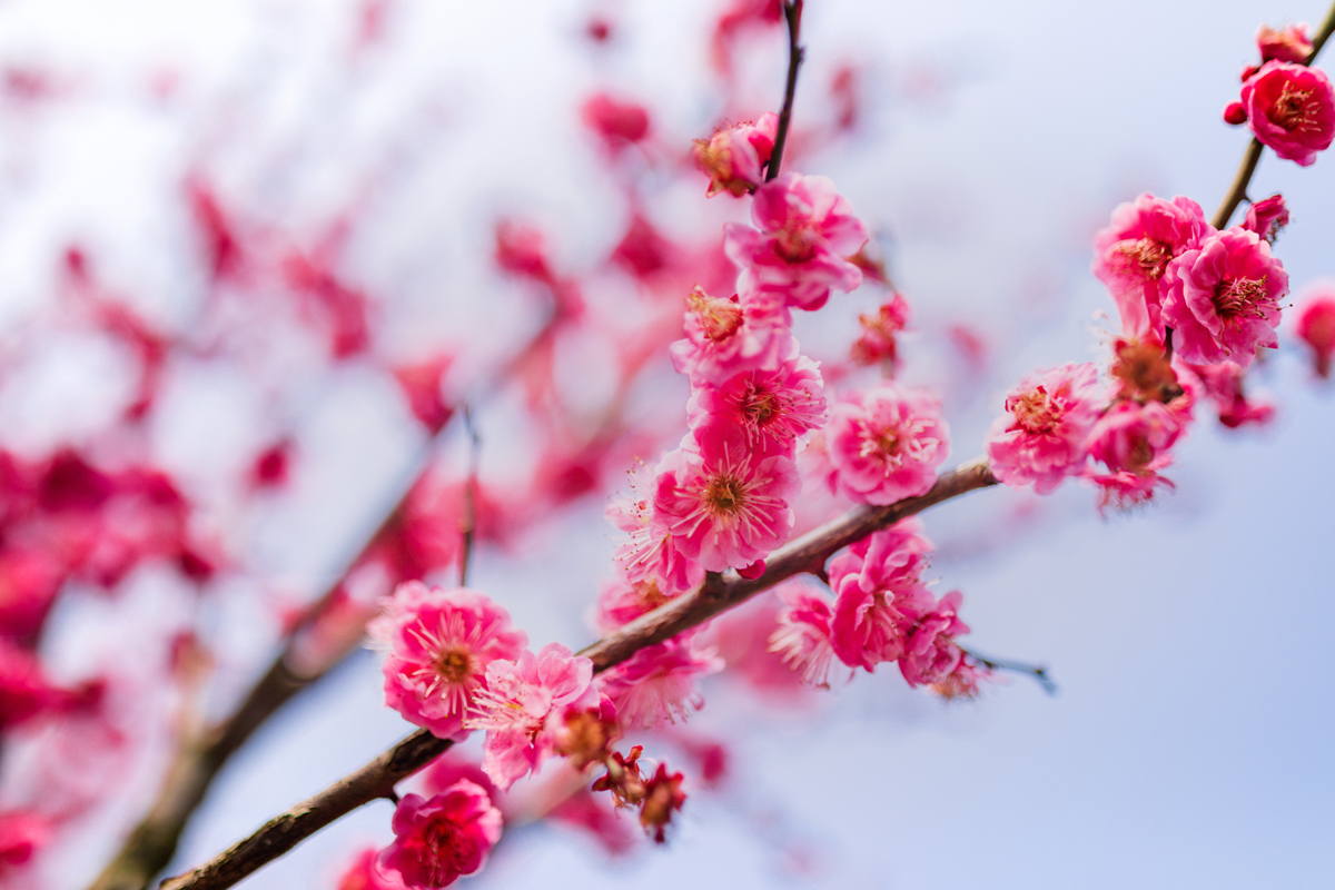 sakura/ueditor/uploads/20200914/1600053929181080218.jpg 13.jpg